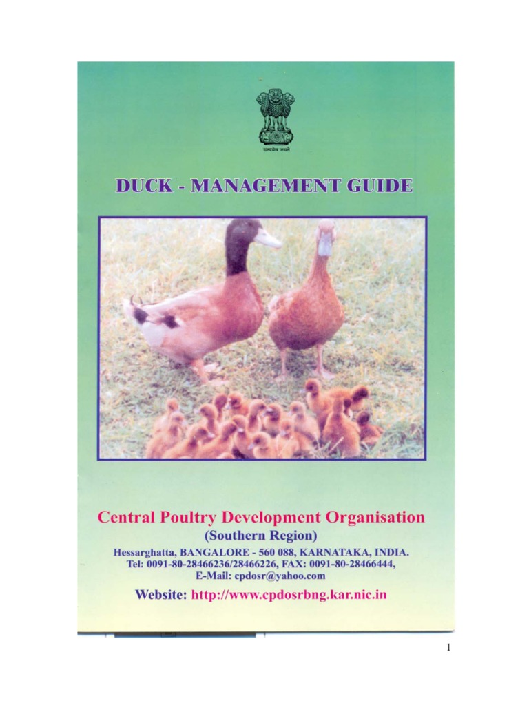 Duck Farming Guide | PDF | Duck | Wellness