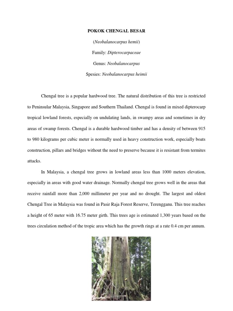 Pokok Chengal (Neobalanocarpus Hemii) (1) Nazrul | PDF | Extinction ...