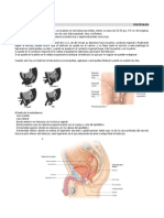 Pelvis 1 04 11