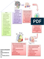 Secuencia Del Procesamiento Visual