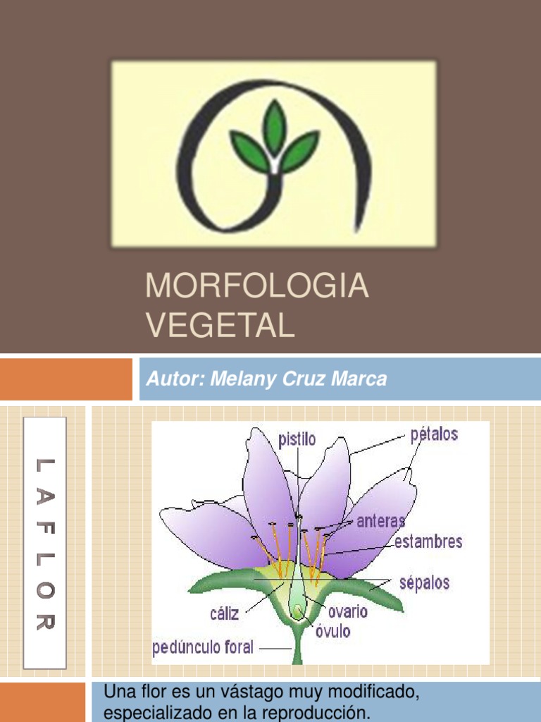 Morfologia Vegetal | PDF | Flores | Botánica
