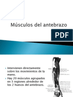 Musculos Del Antebrazo