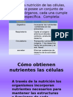 ¿Cómo Obtienen Nutrientes Las Células Egestión y Digestión en
