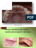 Anat Dental II