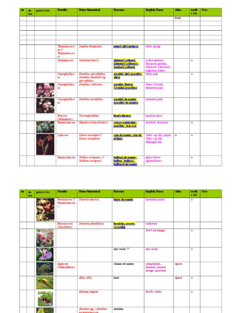 Pl Med Centralizator Partial Anca 3