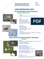 Gull Poster p 1