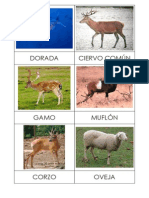 Animales Terra Natura Por Continentes PDF