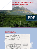 Desarrollo de La Mucosa Oral y Del Sistema