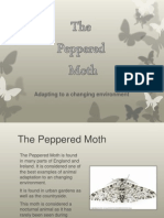 Evaluating - Peppered Moth Power Point