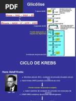 Aula Ciclo de Krebs
