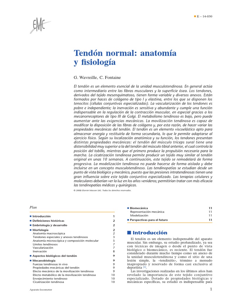 Tendón Normal Anatomía y Fisiología | PDF | Colágeno | Músculo