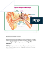 Bagian Bagian Telinga Dan Fungsinya