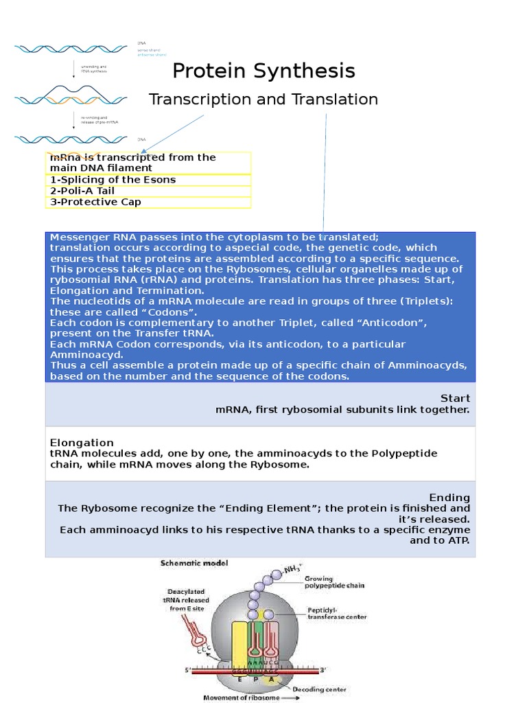 Protein Synthesis and Mendelian Genetics | PDF | Translation (Biology ...