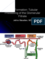 Urine Formation