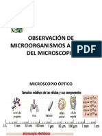 2.- Observación de Microorganismos a Través Del Microscopio