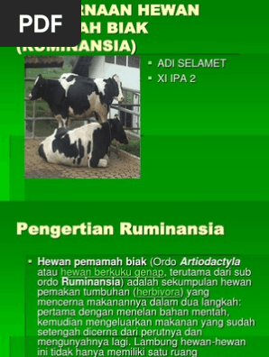 Pencernaan Hewan Pemamah Biak Ruminansia