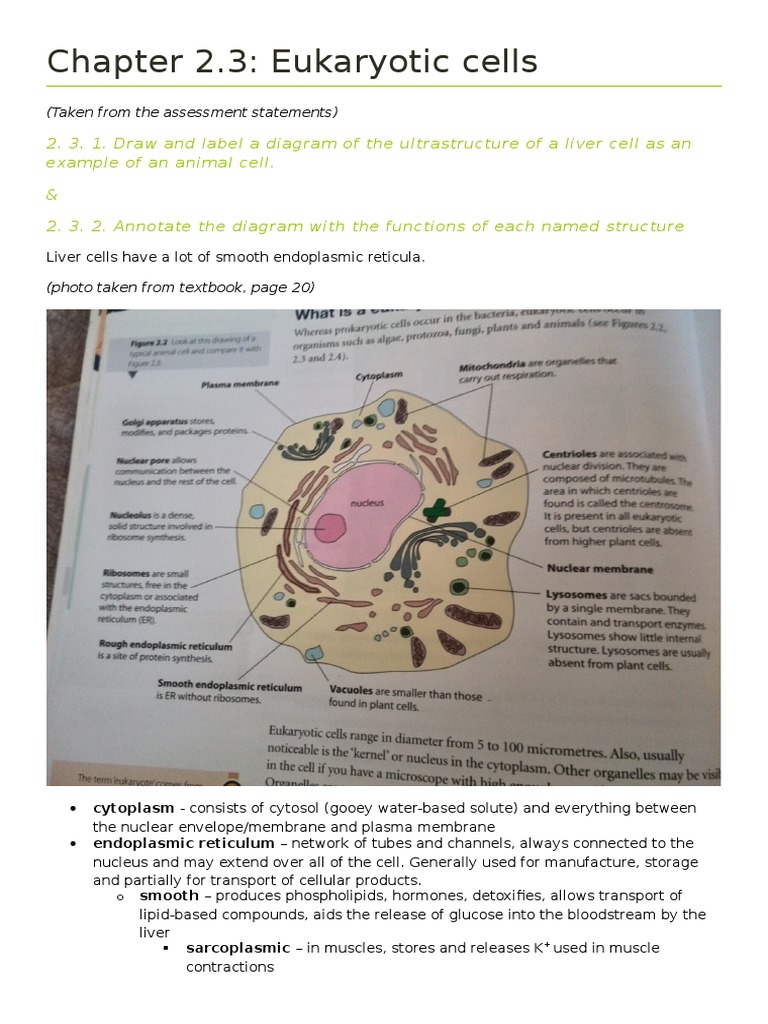 Chapter 2.3 Eukaryotic Cells | Endoplasmic Reticulum | Cell Nucleus