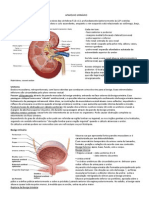 Anato Renal