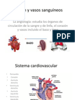 Corazón y Vasos Sanguíneos