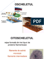 CITOSCHELETUL