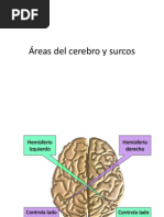 Áreas Del Cerebro y Surcos