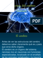 Estructura Del Cerebro Humano