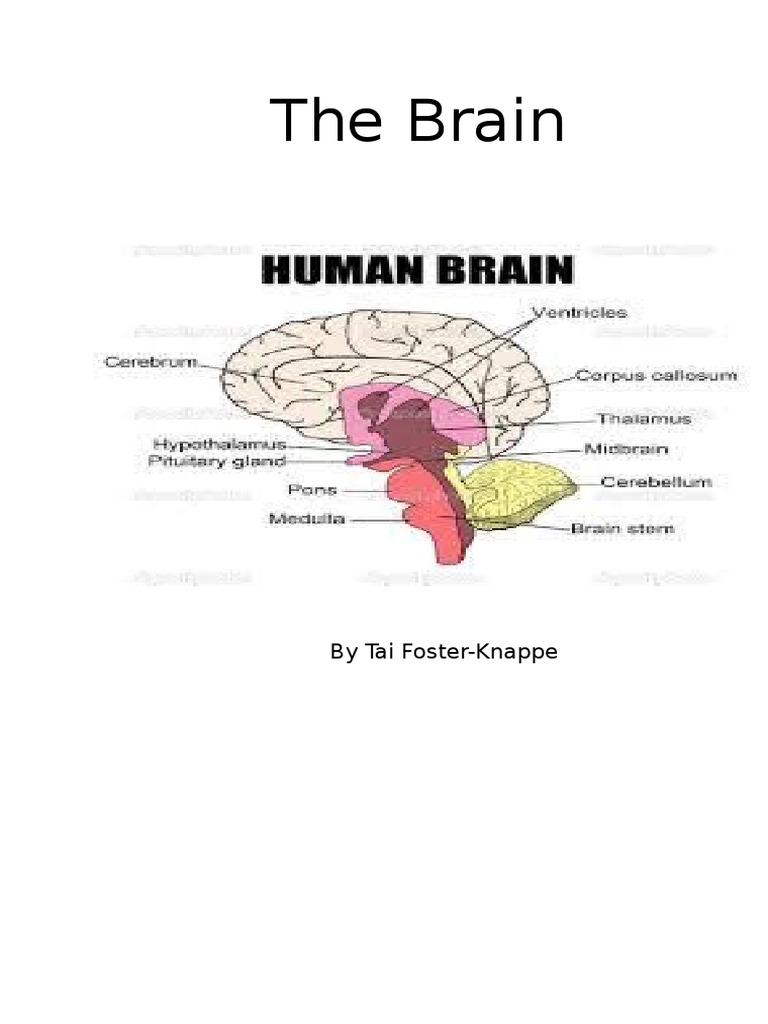 Main Parts of the Brain Explained | PDF | Wellness