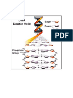 Dna Structure Rna Stracture