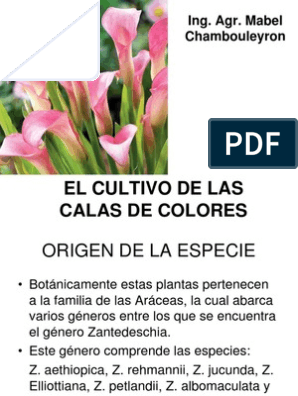 Cultivo Calas | PDF | Riego | Flores