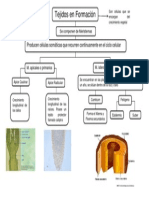 T. de Formacion