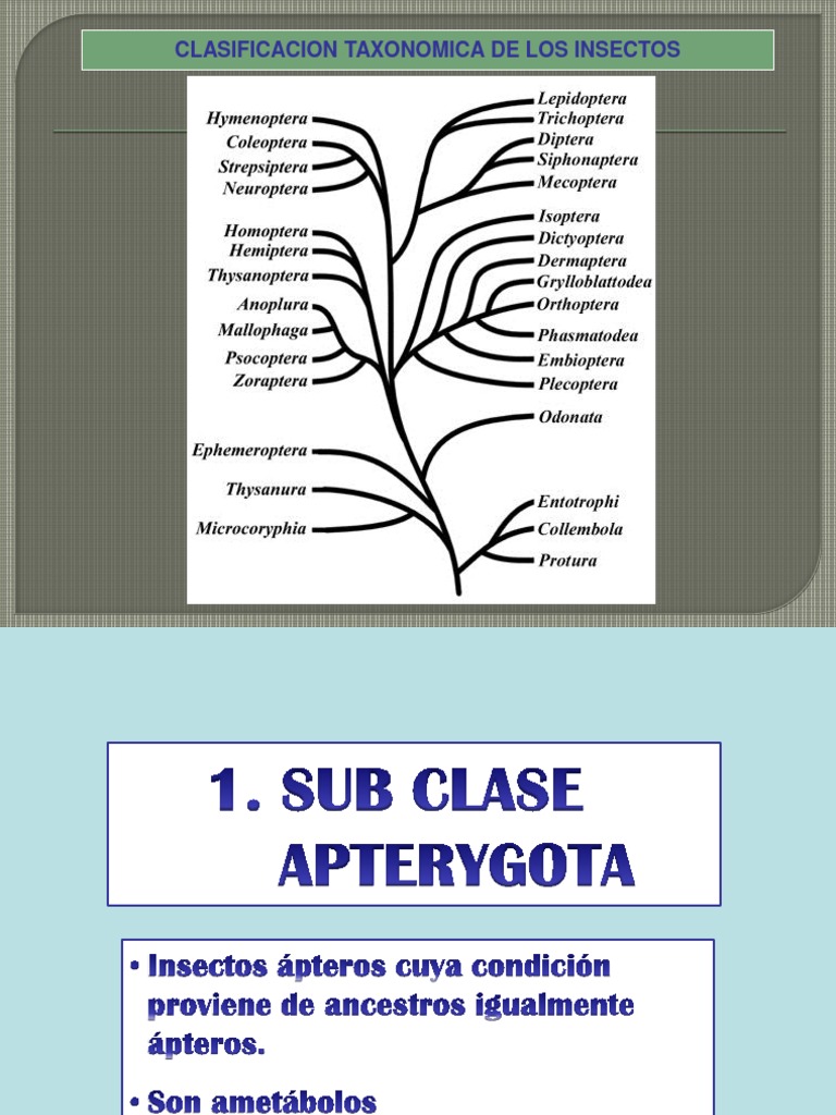 Clasificación de Insectos: Apterygota | PDF | Hexapoda | Insectos