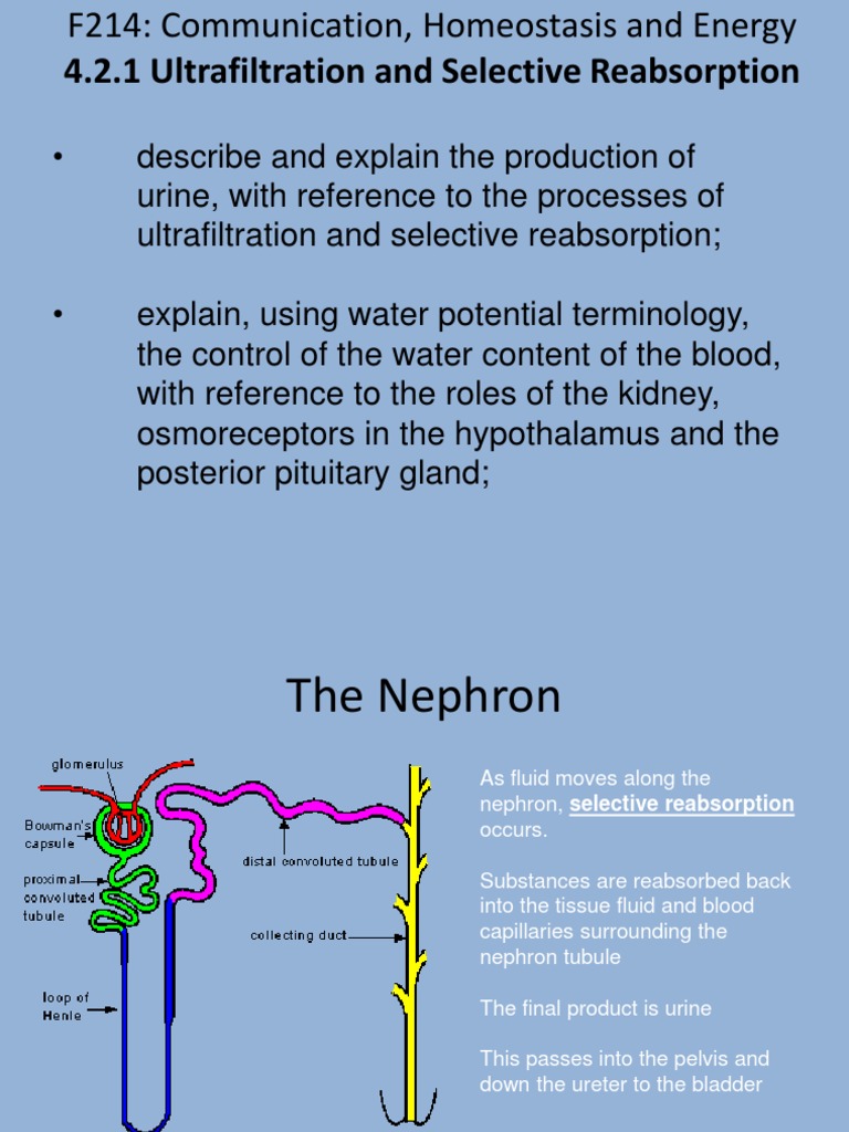 A2 Ultrafiltration and Selective Reabsorption | PDF | Kidney | Anatomy