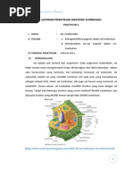 Download LAPORAN ANTUM by liskanur SN241748900 doc pdf