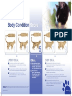 PE Body Condition Score Chart Cats
