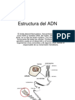 Estructura del ADN.ppt