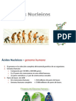 11 - acidos nucleicos.pdf