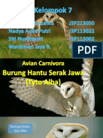 Burung Hantu - Kelompok 7