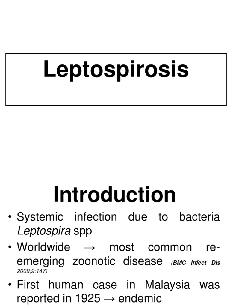 Leptospirosis PDF Infection Immunology