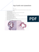 Oil Red O Staining of Aortic Root Cryosections