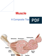 Muscle: A Composite Tissue