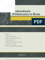 Chlamydiosis (Psittacosis) in Birds