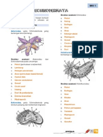 Echi Bio1 2