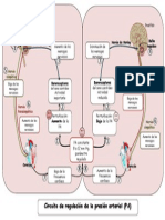 17.CIRCUITO REGULACION PA.ppt