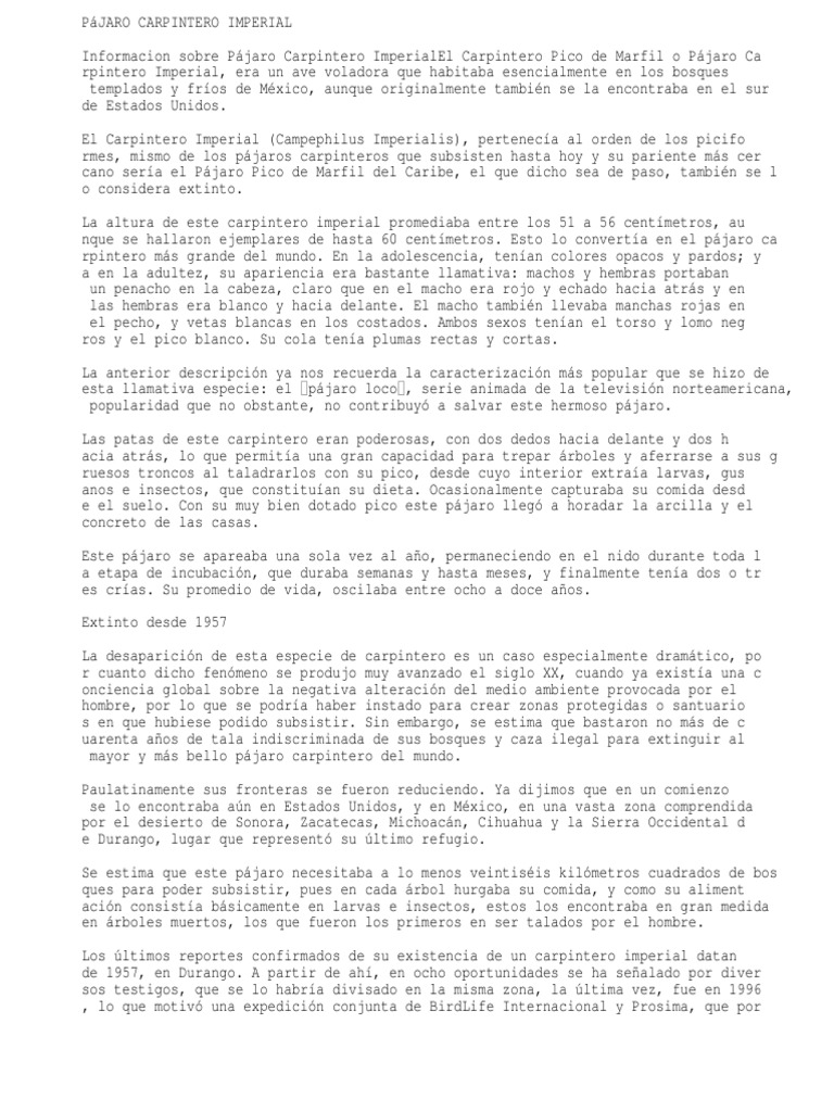Pajaro Carpintero Imperial | PDF | Paravianos | Tetrápodos