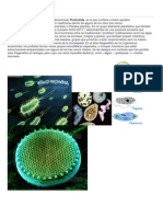 Protista.docx