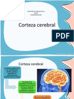 Corteza cerebral final.pdf