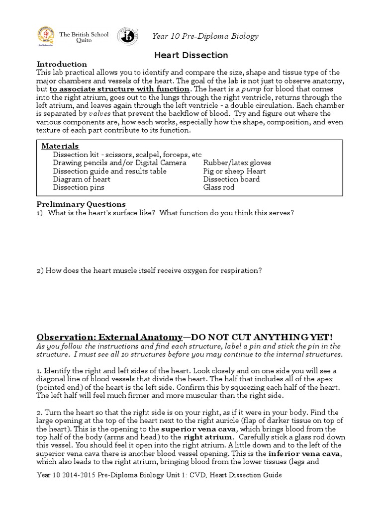 worksheet Sheep Heart Dissection Worksheet heart dissection lab report guide atrium heart