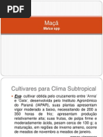 espaçamento e irrigação da maça