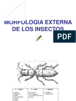 Morfología insectos