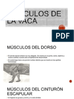 Musculos de La Vaca